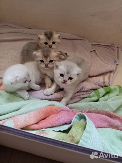 Британские котята