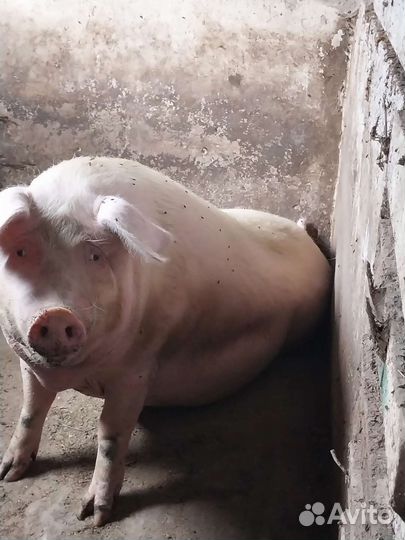 Свиноматки