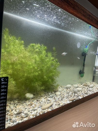 Аквариум