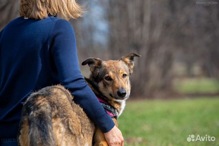 Собака в добрые руки