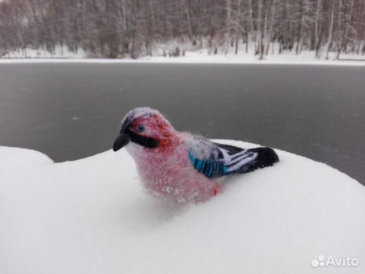 Войлочная сойка