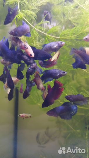 Рыбка петушок