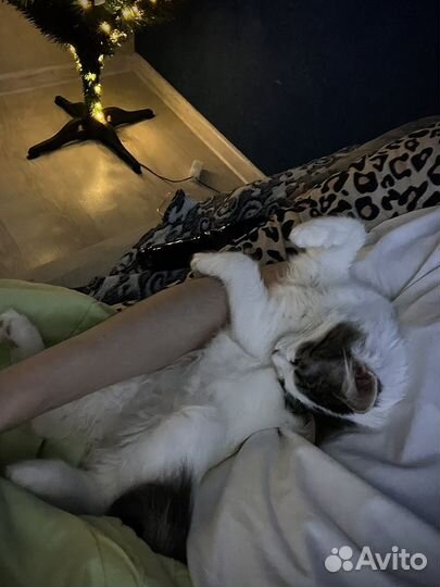 Передержка котов, кошек