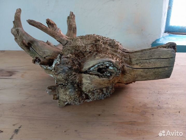 Растения в аквариум живые и коряги