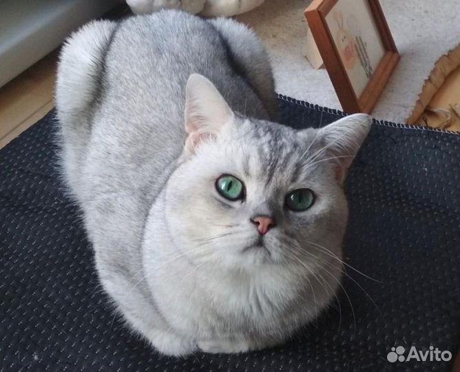 Шотландский кот вязка