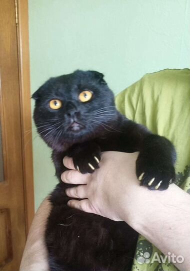 Вислоухий черный кот на вязку