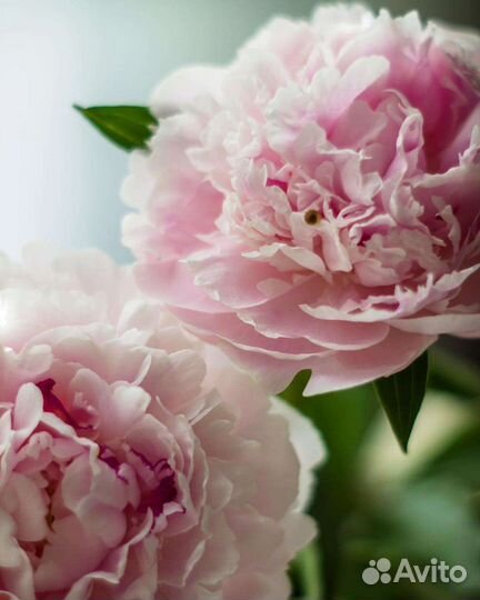Пион нежно-розовый