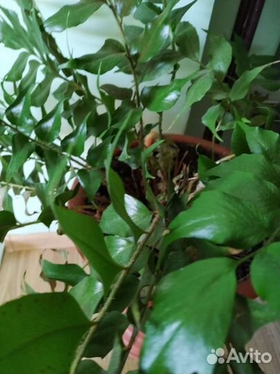 Комнатные растения