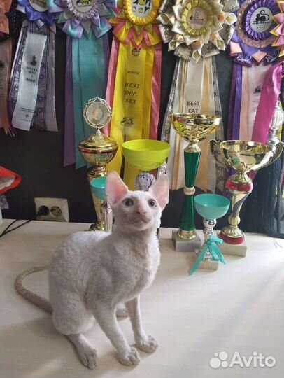 Котята корниш-рекс