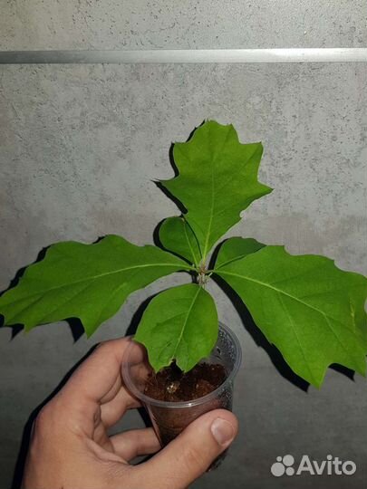 Саженцы красного дуба