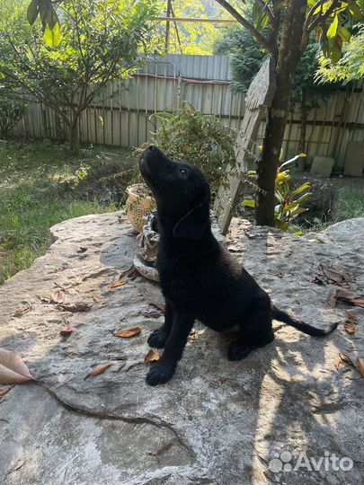 Щенки лабрадора