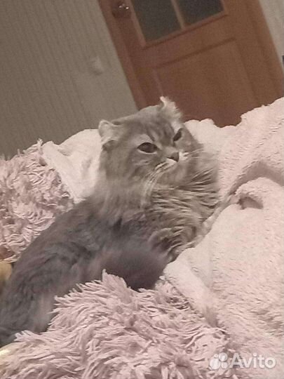 Кот в дар бесплатно