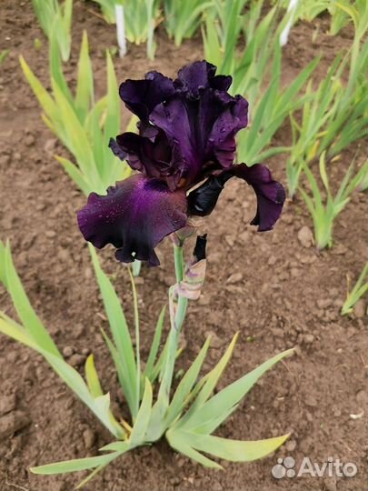 Цветы ирисы