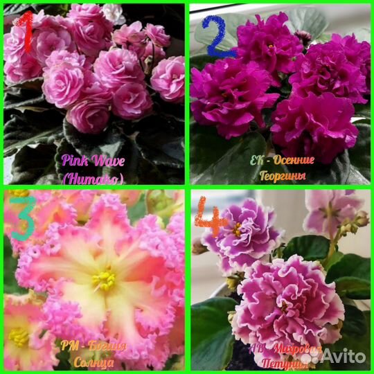 Сортовые фиалки