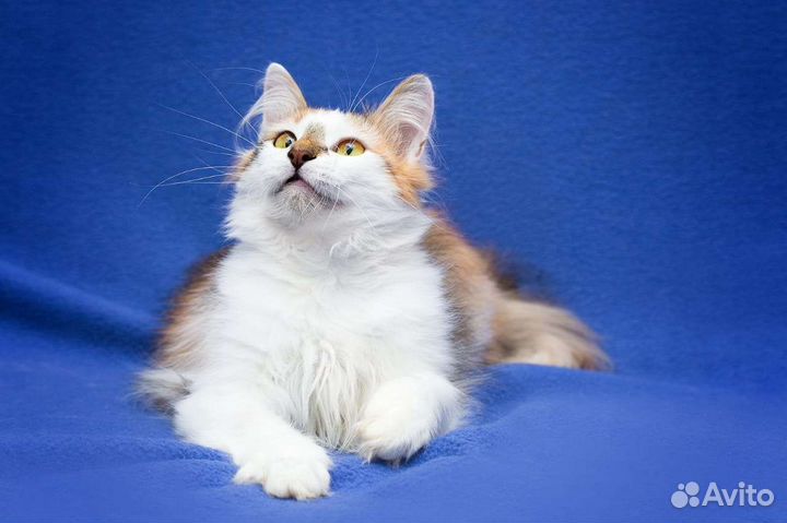 Кошечка-подросток остро нуждается в семье