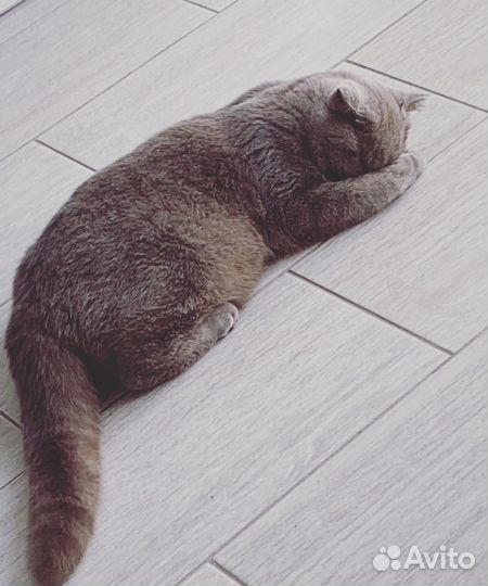 Кошечка британка