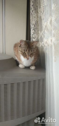 Кошка в добрые руки