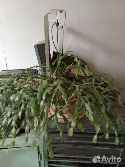 Декабрист шлюмбергера