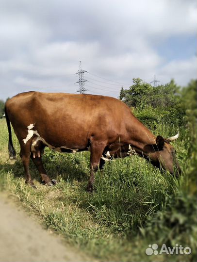 Продам корову