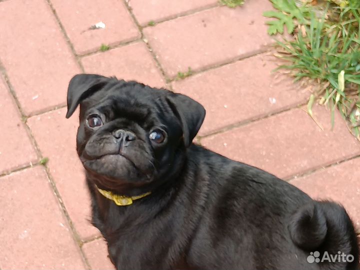 Щенки мопса