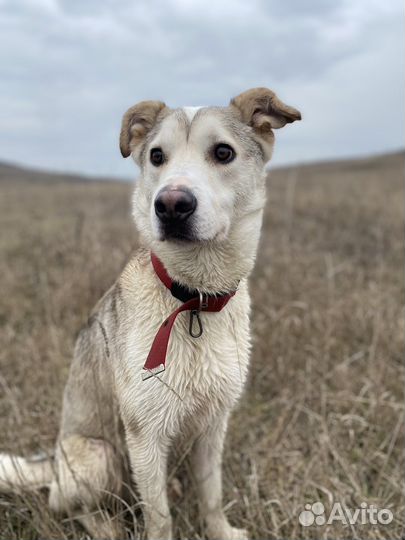 Собака щенок