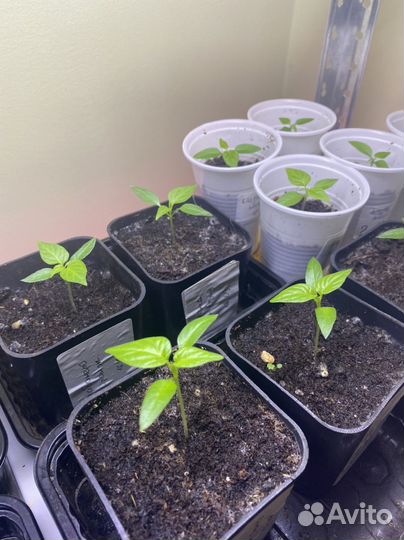 Рассада острых перцев