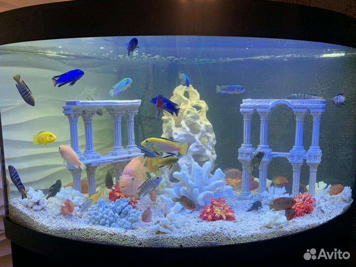 Аквариум 350 литров с тумбой и рыбками