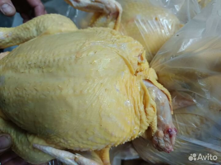 Куры бройлеры