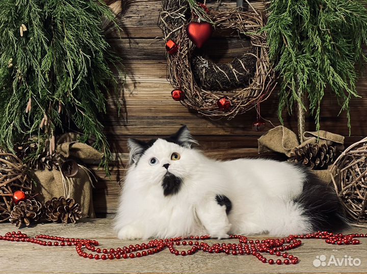 Шотландский мальчик в редчайшем окрасе