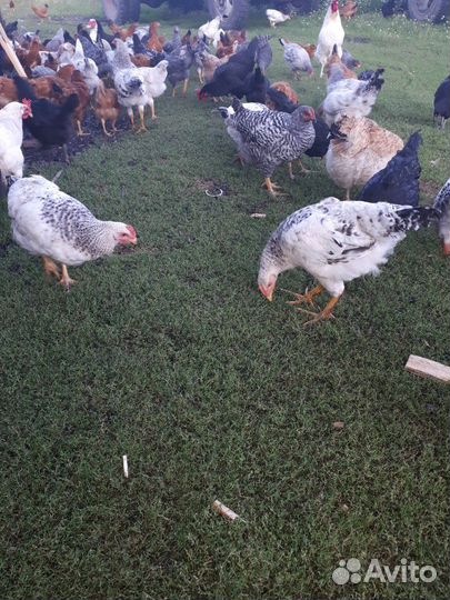 Домашняя птица. Цыплята и молодки