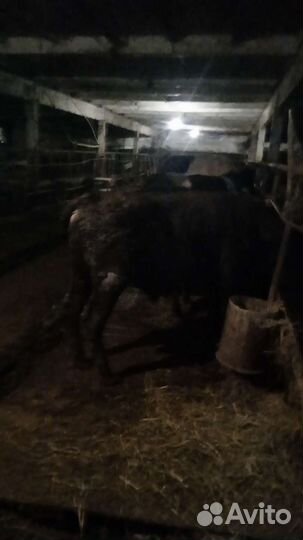 Быки на мясо