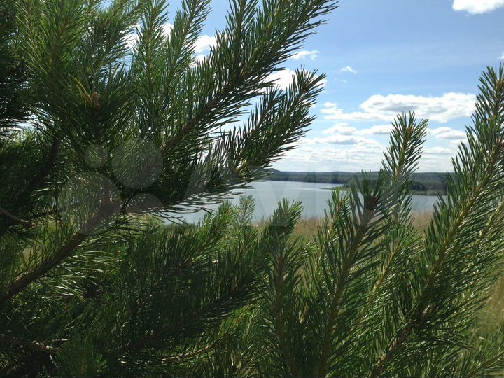 Участок 22 сот. (ИЖС)