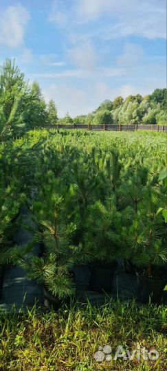 Саженцы сосны обыкновенной зкс
