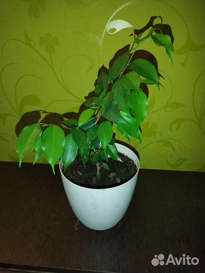 Фикусы разные