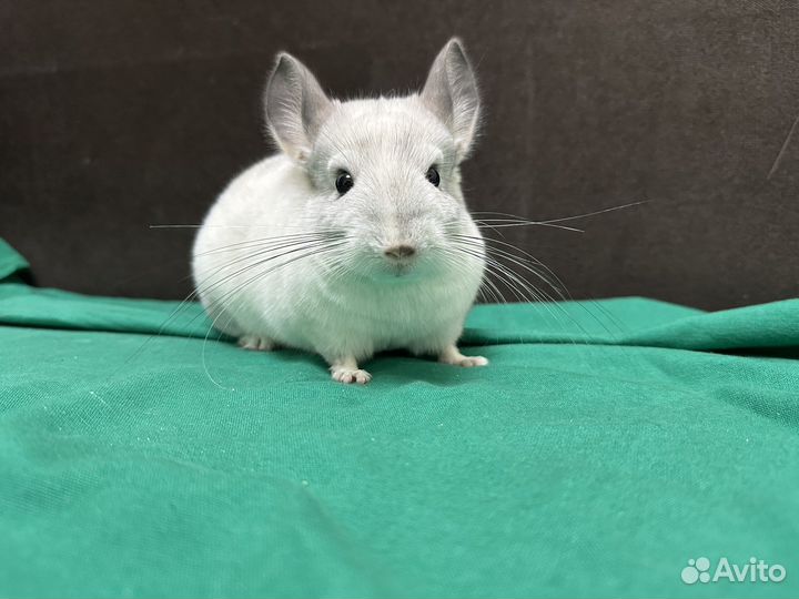 Шиншилла Белый Вильсон