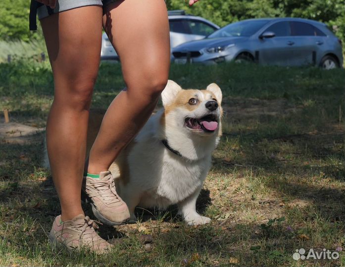 Дрессировка и воспитание собак