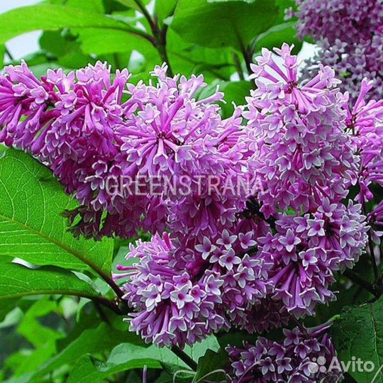 Сирень Royalty