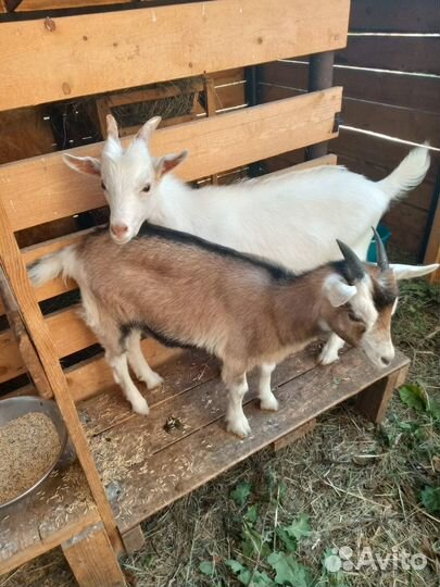 Козлята