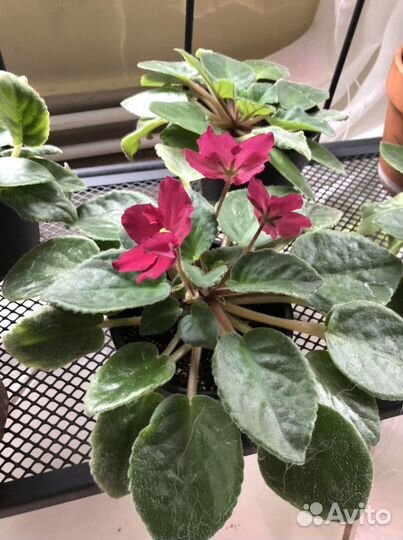 Альпийская фиалка