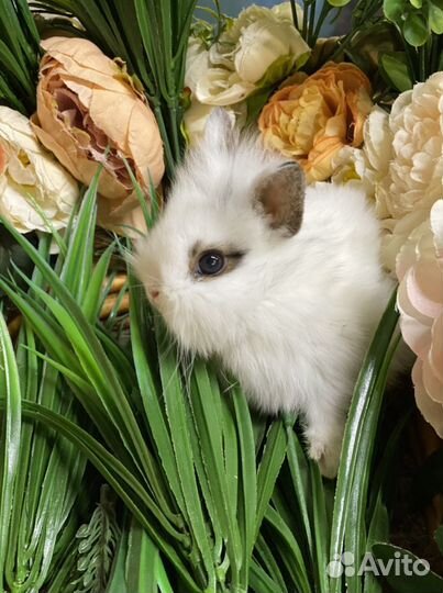 Домашние кролики