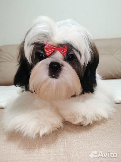 Шит цу мальчики и девочки