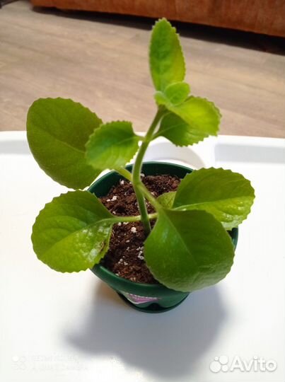 Комнатные цветы