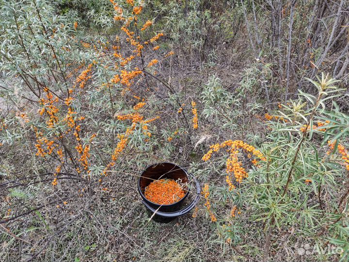 Земляника,соленые грибы,чеснок, ягода с Тунки