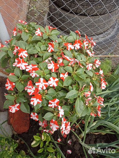 Бальзамин (ванька мокрый)