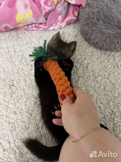 Продам соболенка в хорошие руки