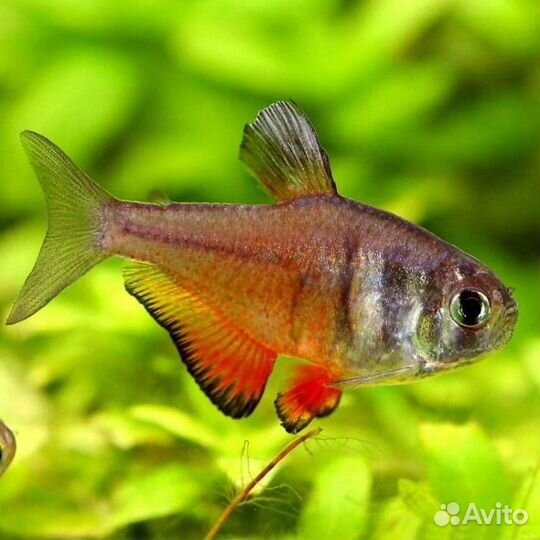 Разные аквариумные рыбки