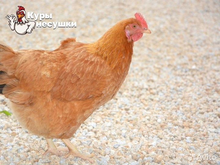 Куры несушки Хайсекс Браун порода