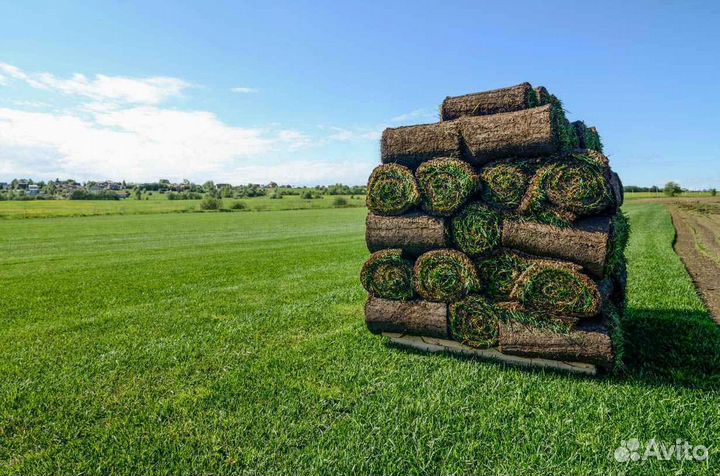 Укладка и продажа рулонного газона