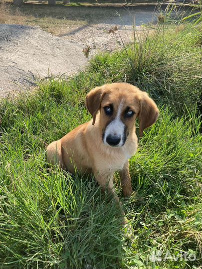 Собака в добрые руки щенок мальчик