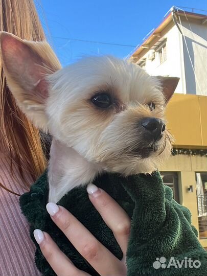 Йоркширский терьер